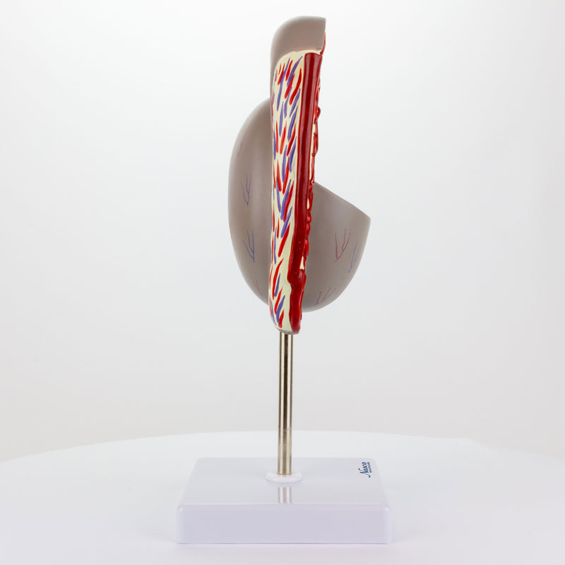 Load image into Gallery viewer, Testicle Model, 3.5X Enlarged