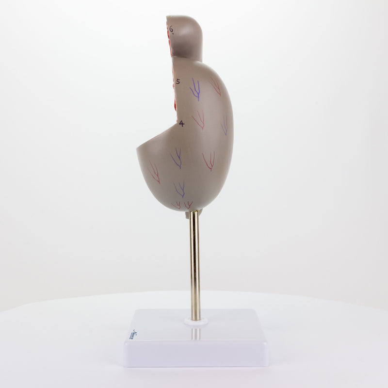 Load image into Gallery viewer, Testicle Model, 3.5X Enlarged