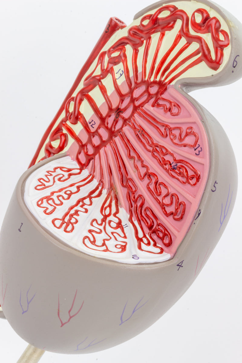 Load image into Gallery viewer, Testicle Model, 3.5X Enlarged