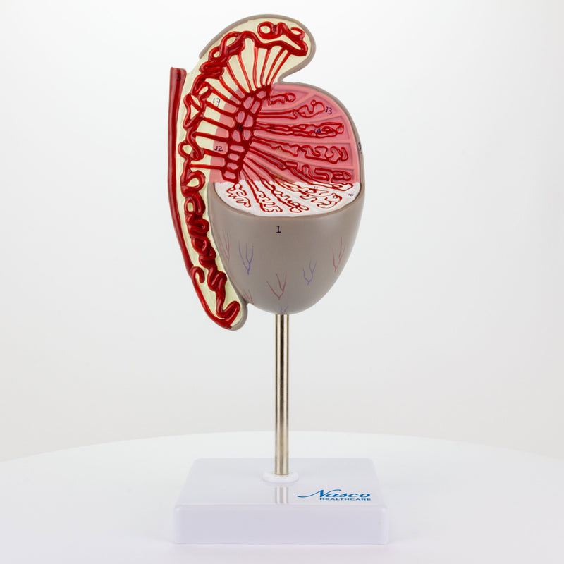 Load image into Gallery viewer, Testicle Model, 3.5X Enlarged