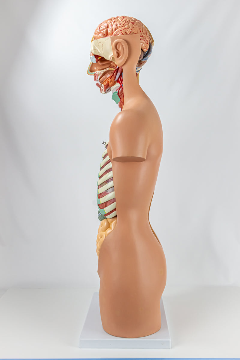 Load image into Gallery viewer, Classic Unisex Torso with Opened Neck & Back Model, 17 parts