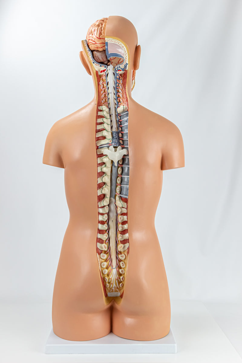 Load image into Gallery viewer, Classic Unisex Torso with Opened Neck & Back Model, 17 parts