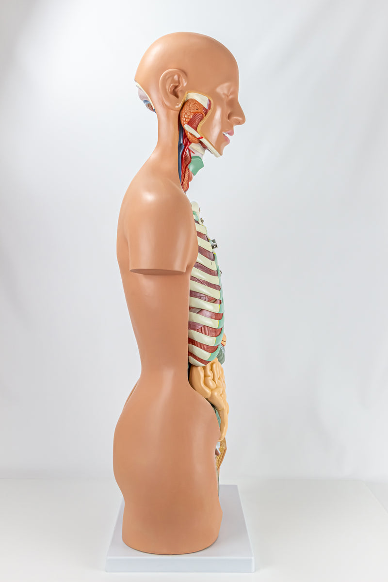 Load image into Gallery viewer, Classic Unisex Torso with Opened Neck & Back Model, 17 parts