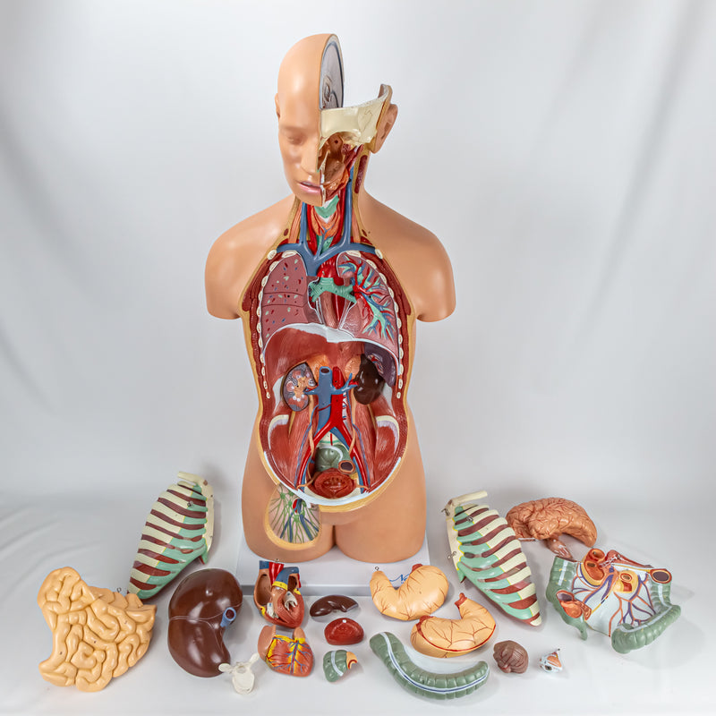 Load image into Gallery viewer, Classic Unisex Torso with Opened Neck & Back Model, 17 parts