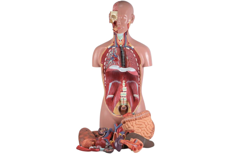 Load image into Gallery viewer, Classic Unisex Torso Model, 16 parts