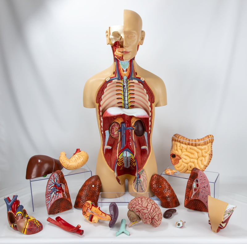 Load image into Gallery viewer, Classic Unisex Torso with Opened Neck & Back Model, 18 parts