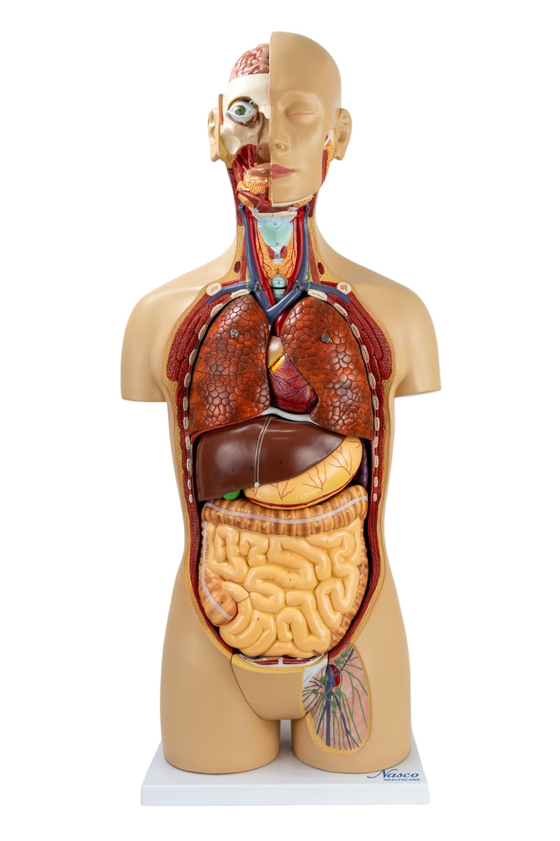 Load image into Gallery viewer, Classic Unisex Torso with Opened Neck & Back Model, 18 parts