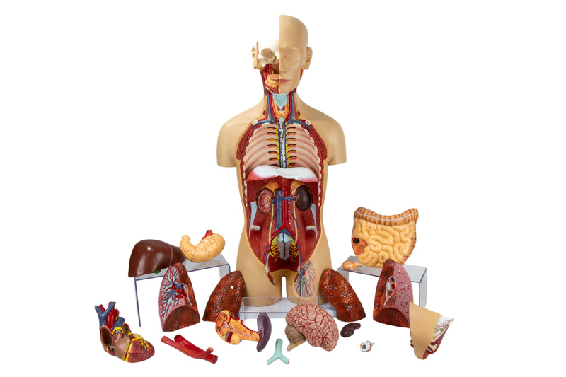 Load image into Gallery viewer, Classic Unisex Torso with Opened Neck & Back Model, 18 parts