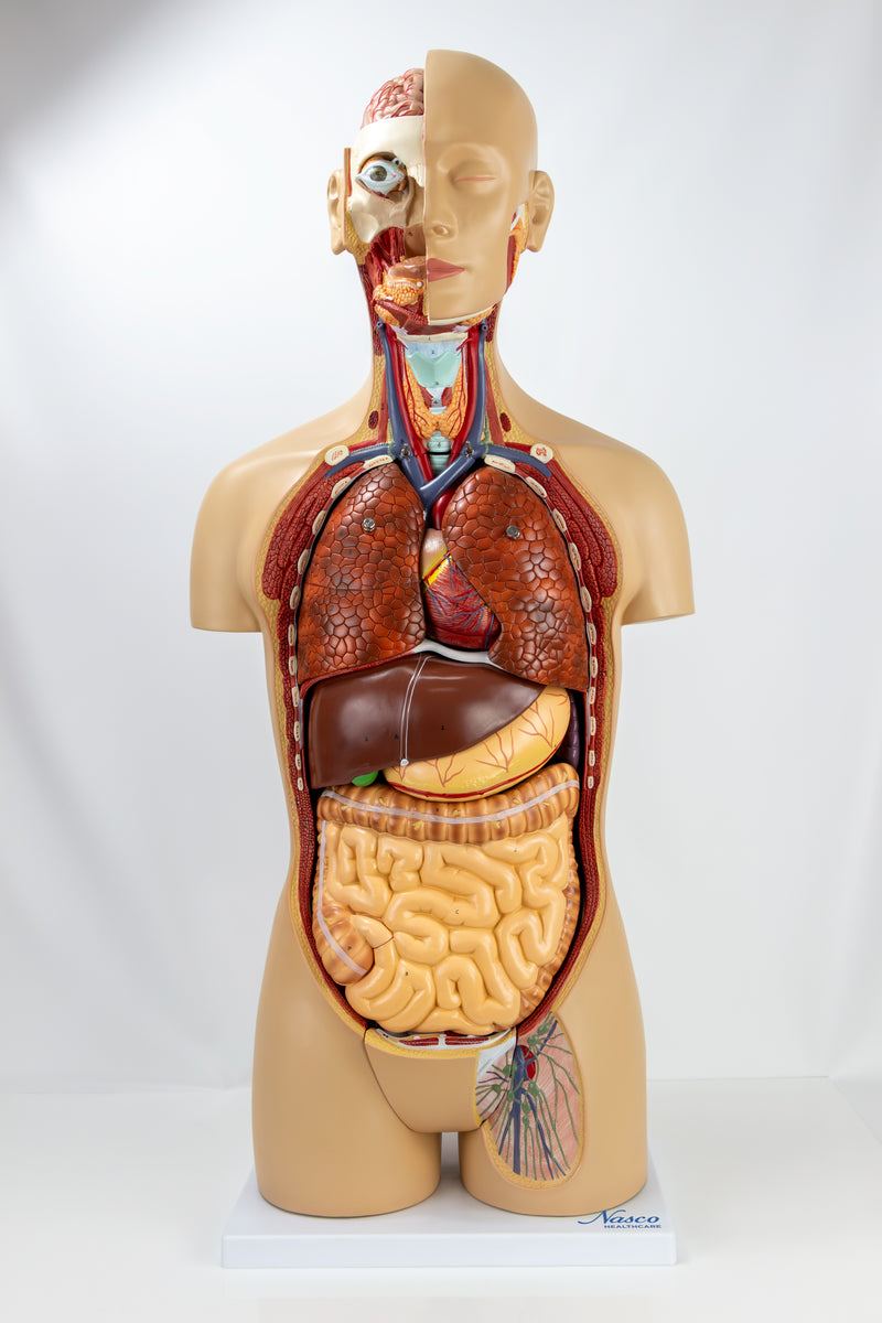 Load image into Gallery viewer, Classic Unisex Torso with Opened Neck & Back Model, 18 parts