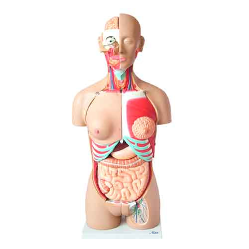 Classic Dual-Sex Torso with Opened Neck & Back Model, 28 Parts – Nasco  Healthcare