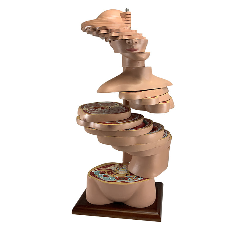 Load image into Gallery viewer, Torso Section Model, 24 Discs