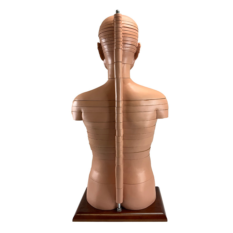 Load image into Gallery viewer, Torso Section Model, 24 Discs