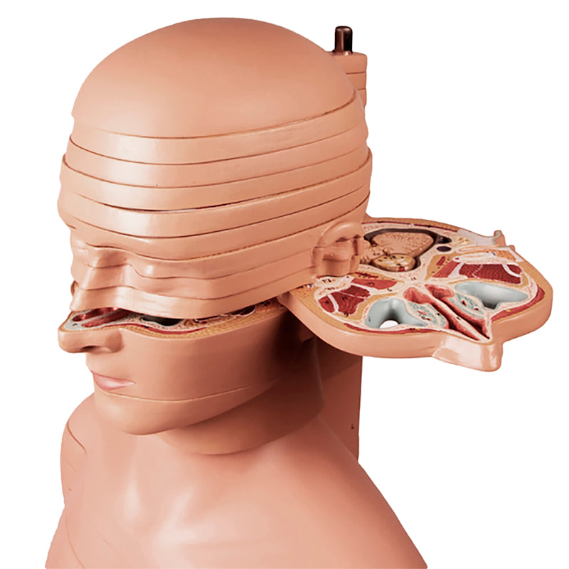 Load image into Gallery viewer, Torso Section Model, 24 Discs