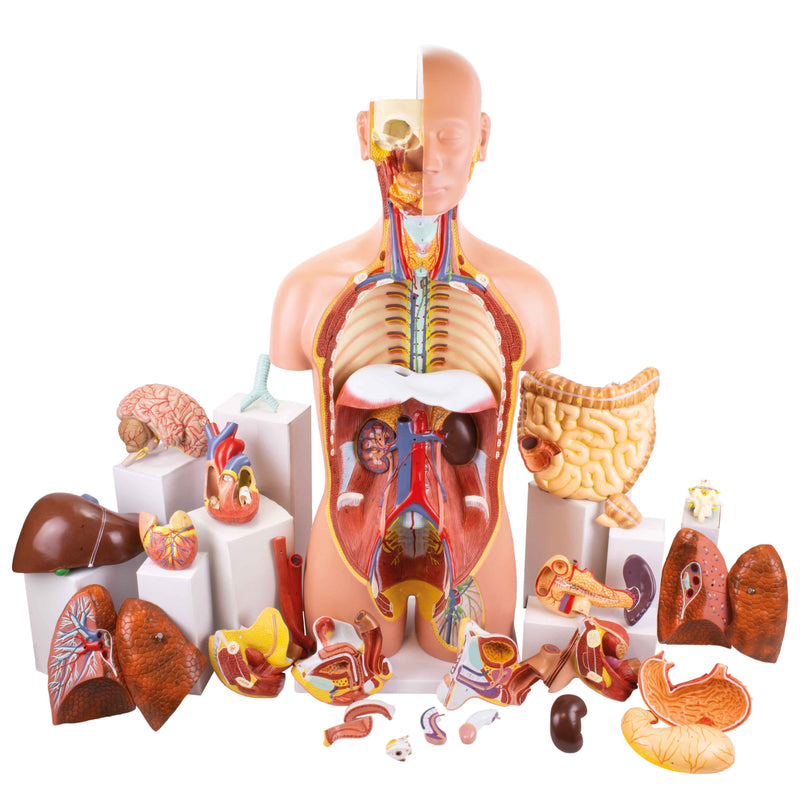 Load image into Gallery viewer, Deluxe Dual-Sex Torso with Open Neck & Back Model, 27 Parts