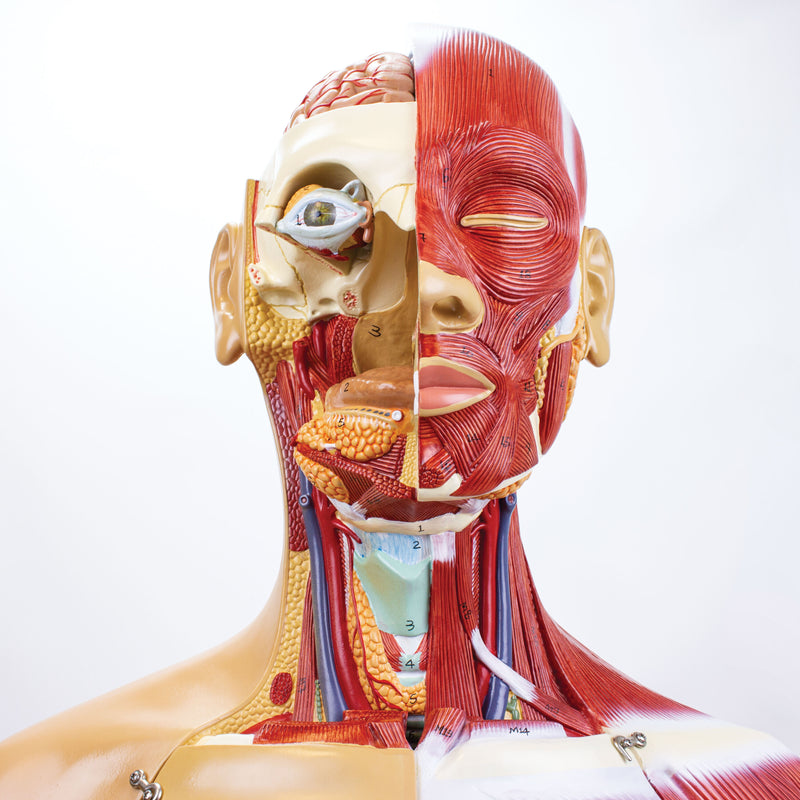 Load image into Gallery viewer, Dual-Sex Muscular Torso with Open Neck & Back Model, 28 Parts