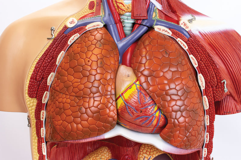 Load image into Gallery viewer, Dual-Sex Muscular Torso with Open Neck & Back Model, 28 Parts