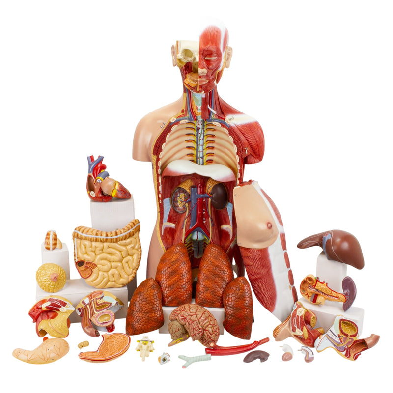 Load image into Gallery viewer, Dual-Sex Muscular Torso with Open Neck & Back Model, 28 Parts