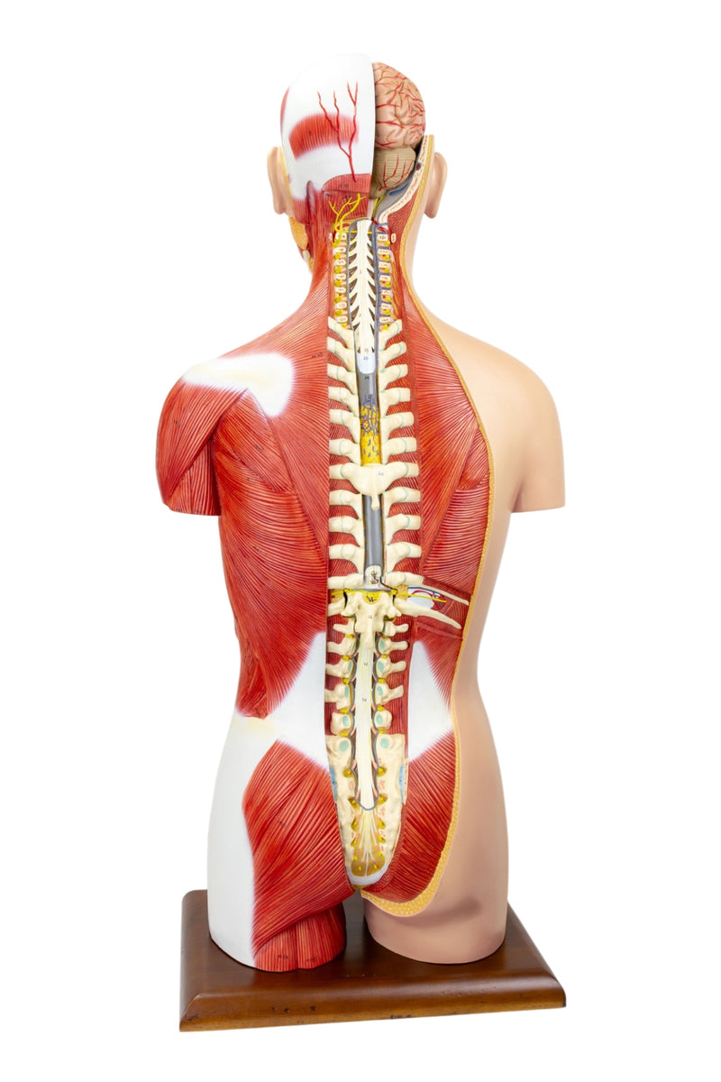 Load image into Gallery viewer, Dual-Sex Muscular Torso with Open Neck & Back Model, 28 Parts