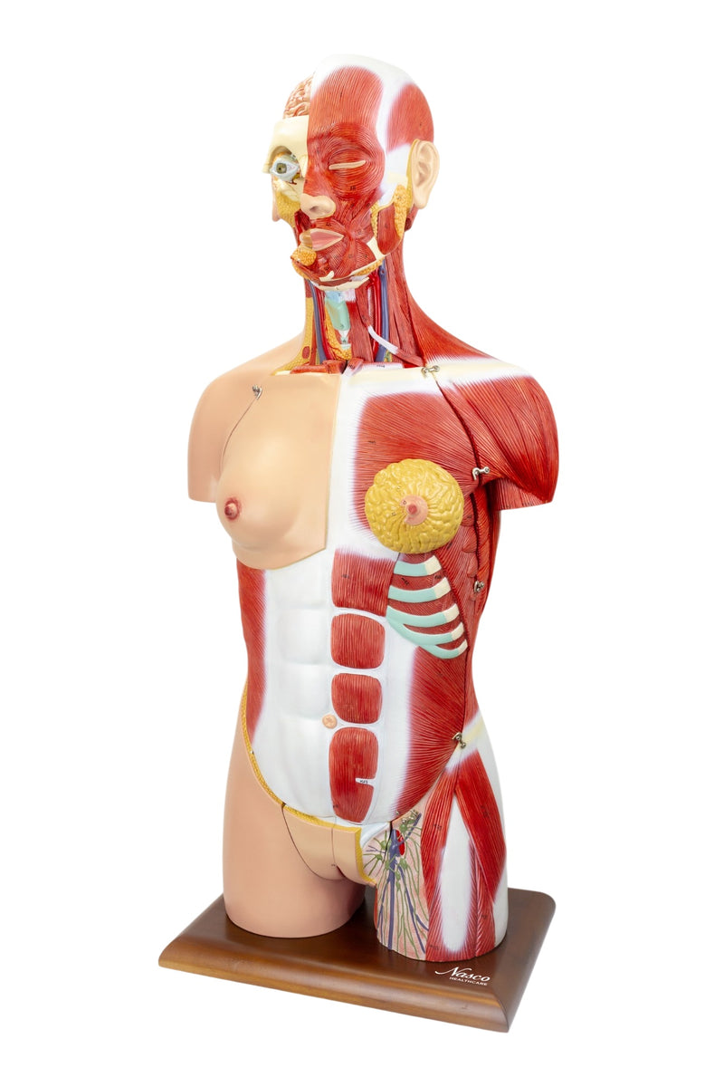 Load image into Gallery viewer, Dual-Sex Muscular Torso with Open Neck & Back Model, 28 Parts