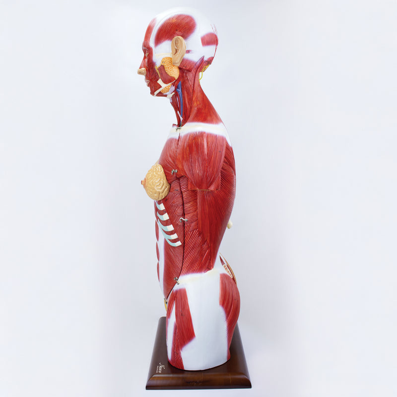 Load image into Gallery viewer, Dual-Sex Muscular Torso with Open Neck & Back Model, 28 Parts