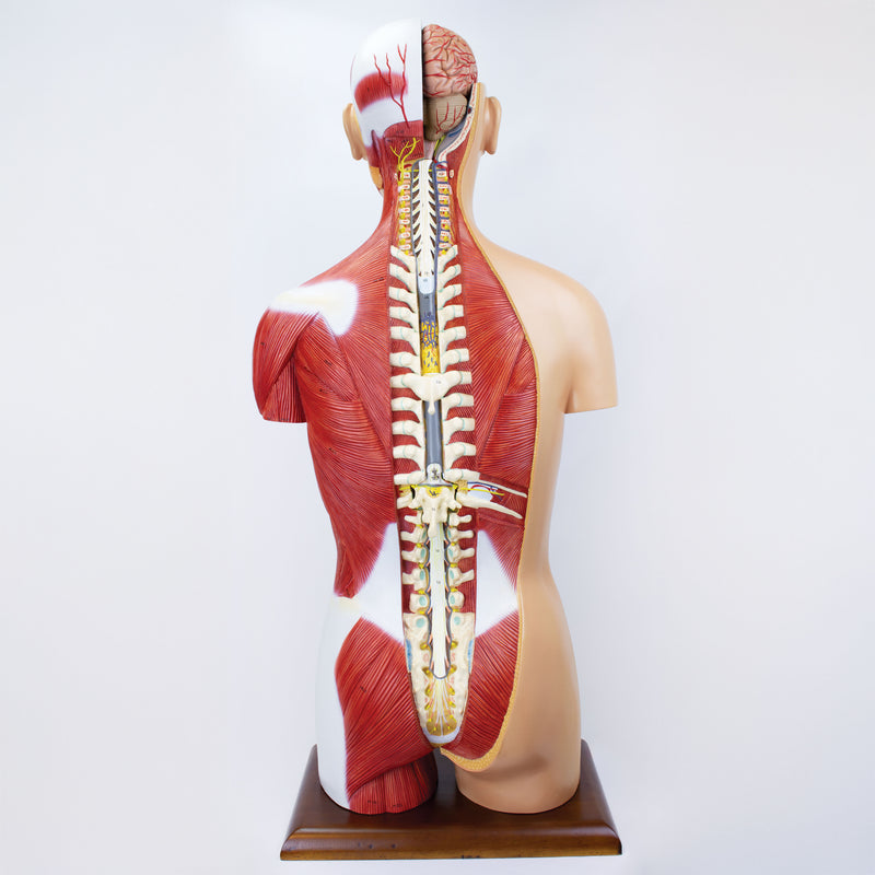 Load image into Gallery viewer, Dual-Sex Muscular Torso with Open Neck & Back Model, 28 Parts