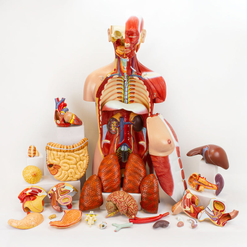 Load image into Gallery viewer, Dual-Sex Muscular Torso with Open Neck & Back Model, 28 Parts