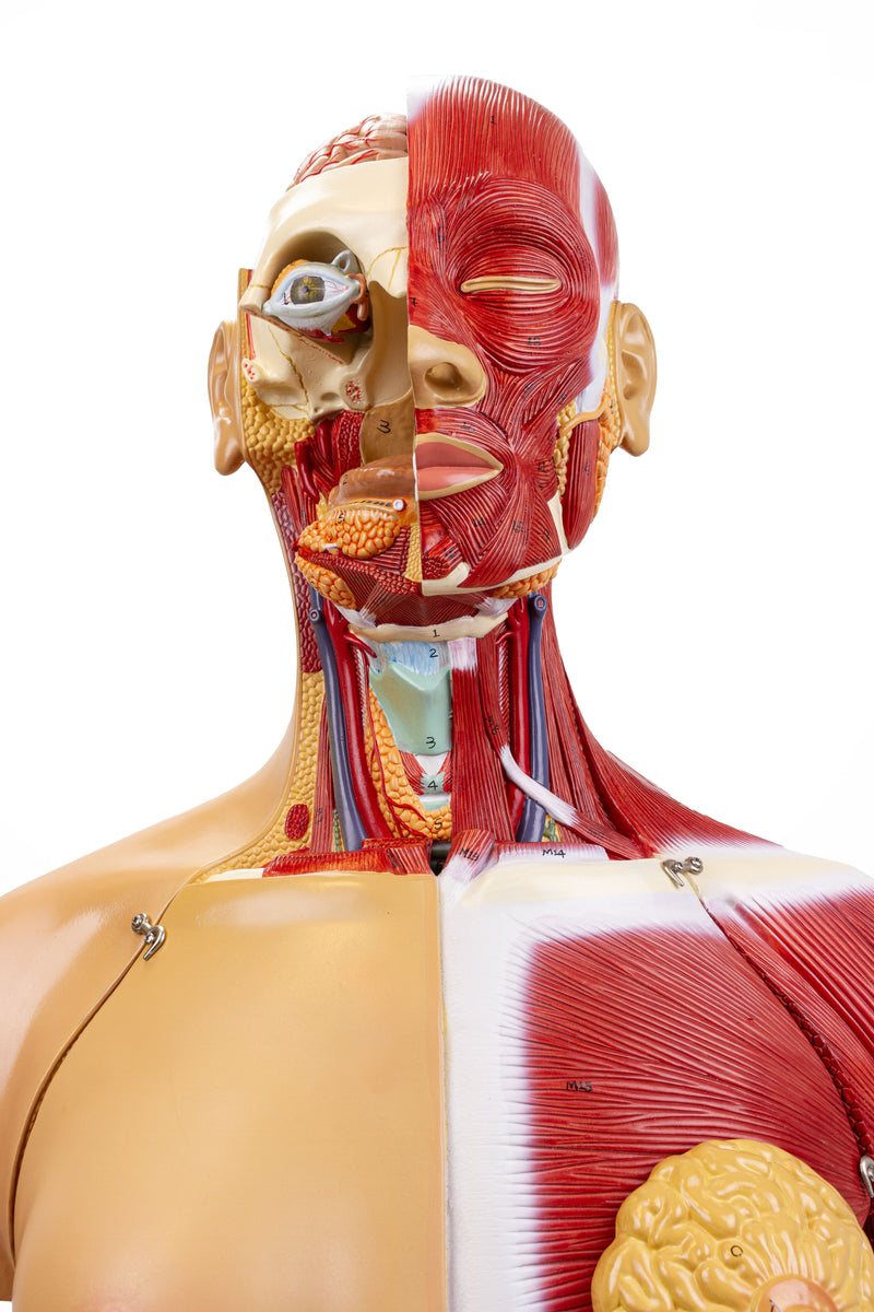 Load image into Gallery viewer, Dual-Sex Muscular Torso with Open Neck & Back Model, 28 Parts