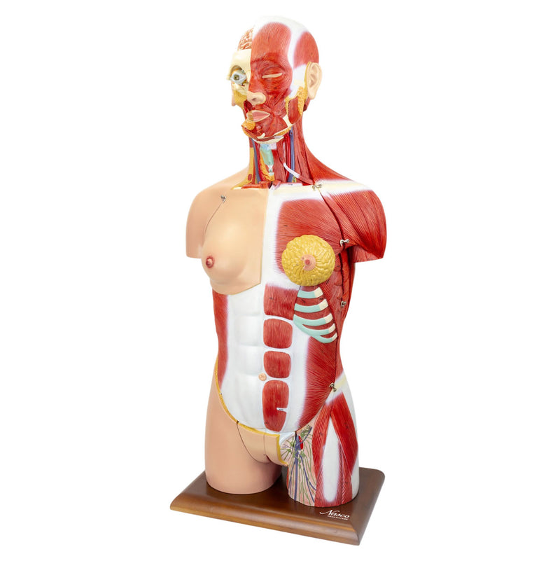 Load image into Gallery viewer, Dual-Sex Muscular Torso with Open Neck & Back Model, 28 Parts
