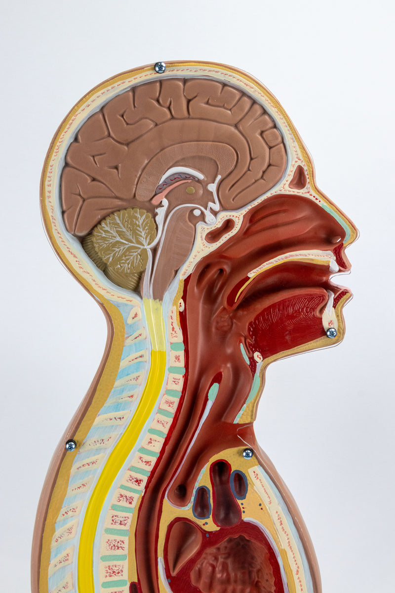 將圖像載入到圖庫檢視器中, Nasogastric Tube Torso Model
