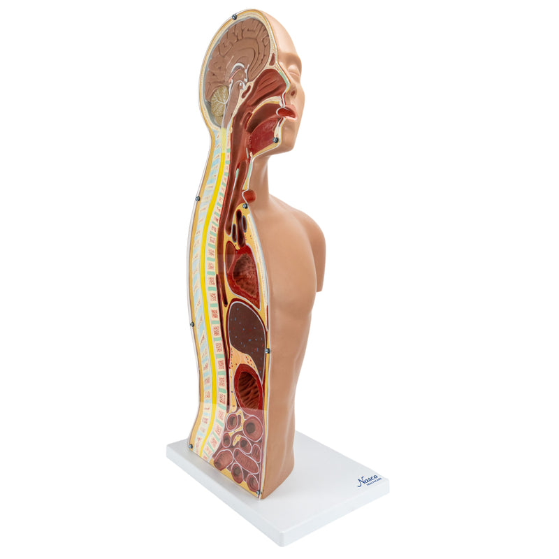 將圖像載入到圖庫檢視器中, Nasogastric Tube Torso Model