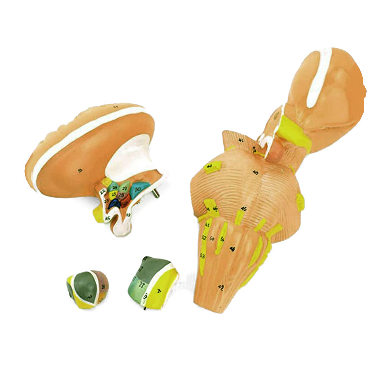 Load image into Gallery viewer, Brainstem & Hypothalamus Model, 2X Enlarged, 4 Parts