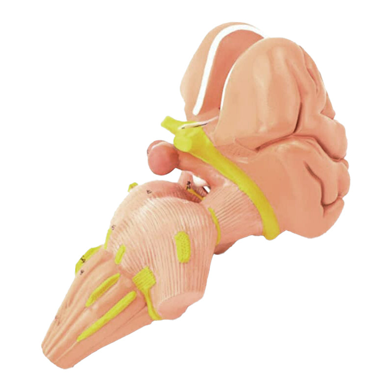 Load image into Gallery viewer, Brainstem & Hypothalamus Model, 2X Enlarged, 4 Parts