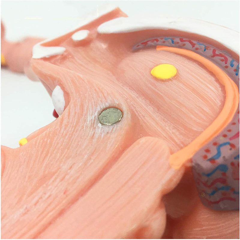 Load image into Gallery viewer, Brain Stem Model, 3X Enlarged