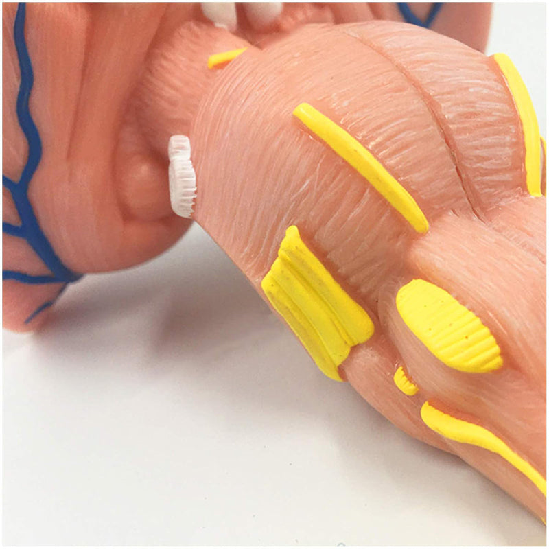 Load image into Gallery viewer, Brain Stem Model, 3X Enlarged