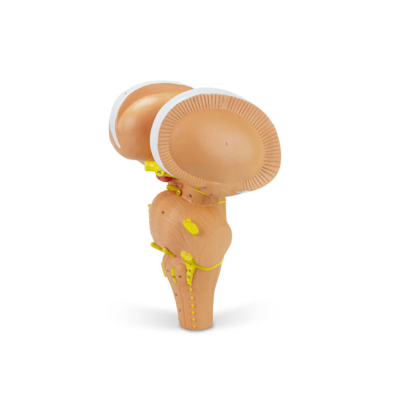 Load image into Gallery viewer, Brain Stem Model, 3X Enlarged