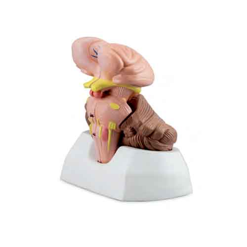 Load image into Gallery viewer, Brainstem, Cerebellum, & Fourth Ventricle Model, 3 Parts