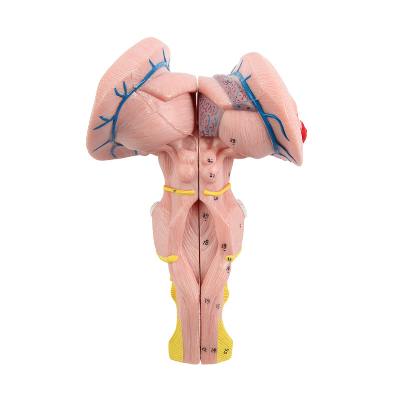 Load image into Gallery viewer, Brainstem, Cerebellum, & Fourth Ventricle Model, 3 Parts