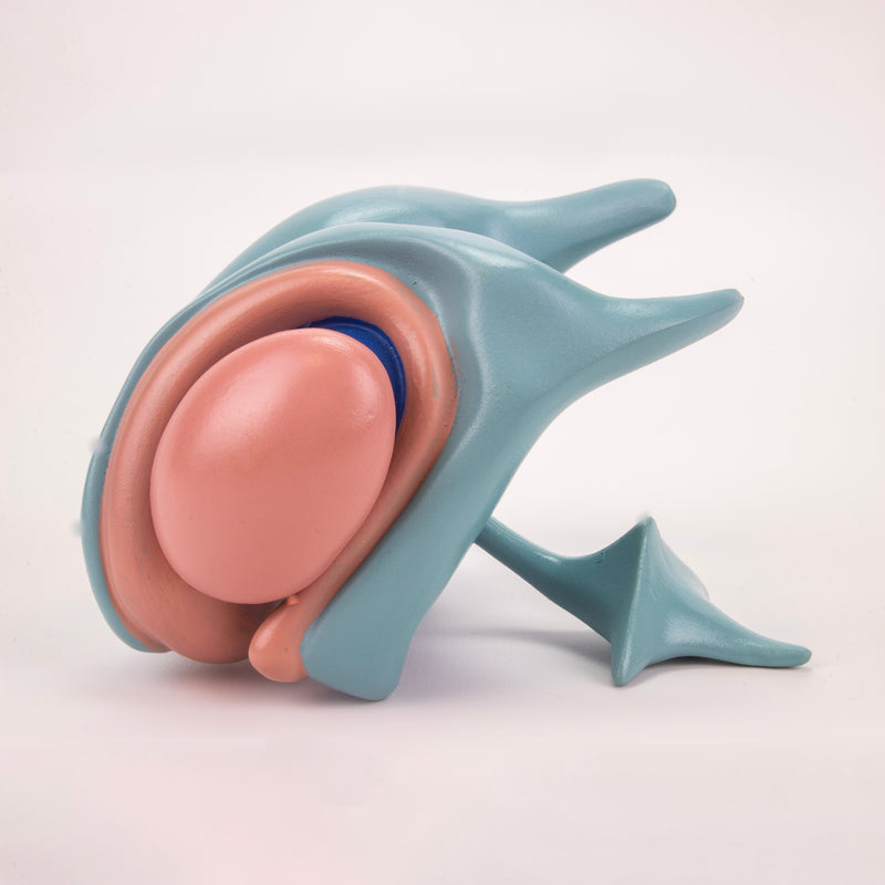 Load image into Gallery viewer, Cerebral Ventricle & Basal Nucleus Model