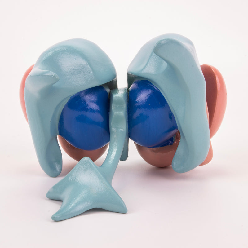 Load image into Gallery viewer, Cerebral Ventricle & Basal Nucleus Model