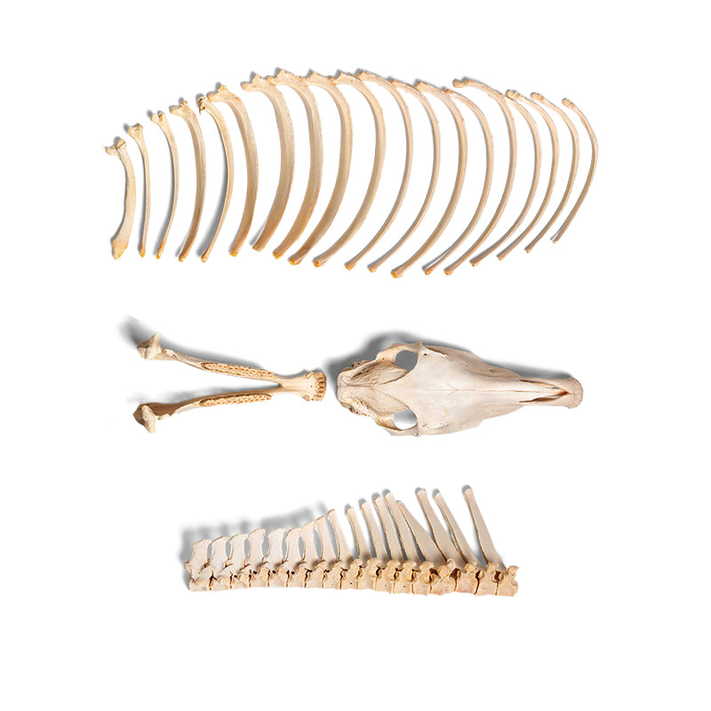 Load image into Gallery viewer, Horse Skeleton, Disarticulated, Unmounted