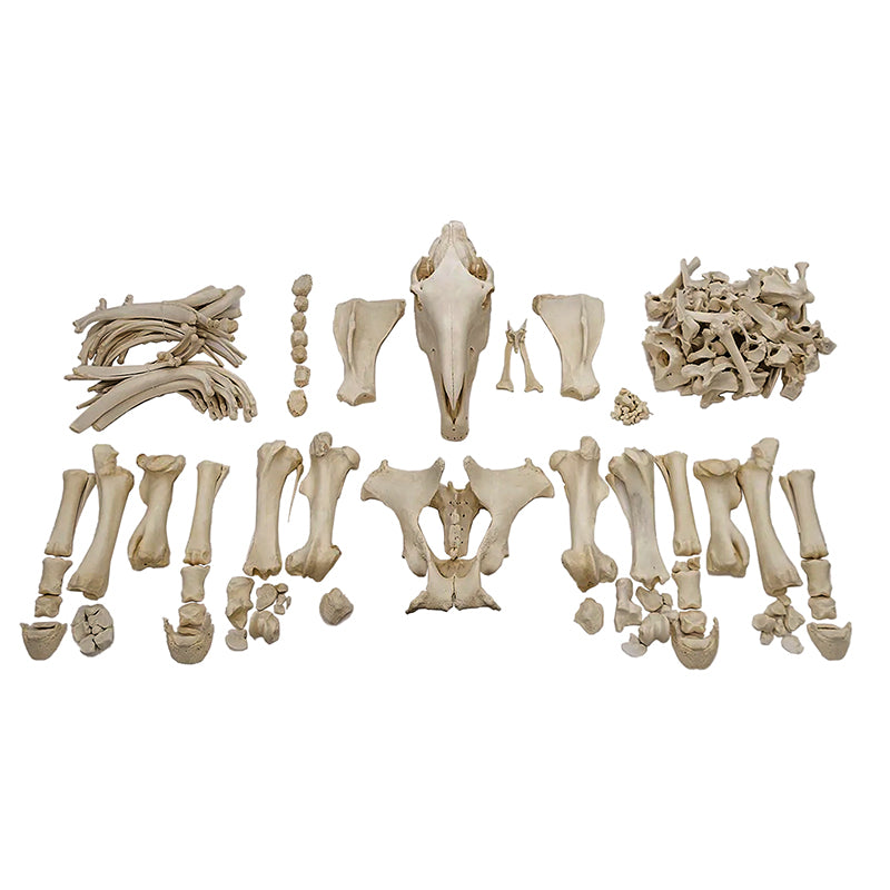 Load image into Gallery viewer, Horse Skeleton, Disarticulated, Unmounted
