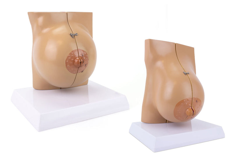 Load image into Gallery viewer, Female Lactating & Non-Lactating Breast Models, Set of 2
