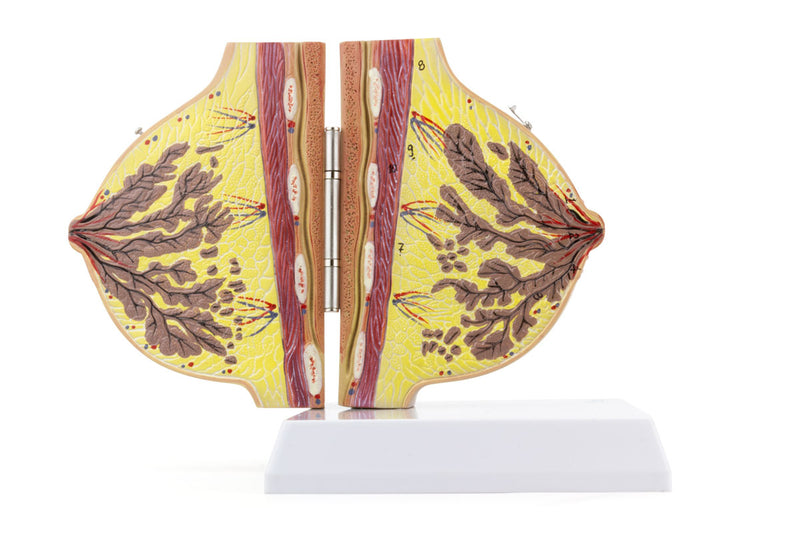 Load image into Gallery viewer, Female Lactating & Non-Lactating Breast Models, Set of 2