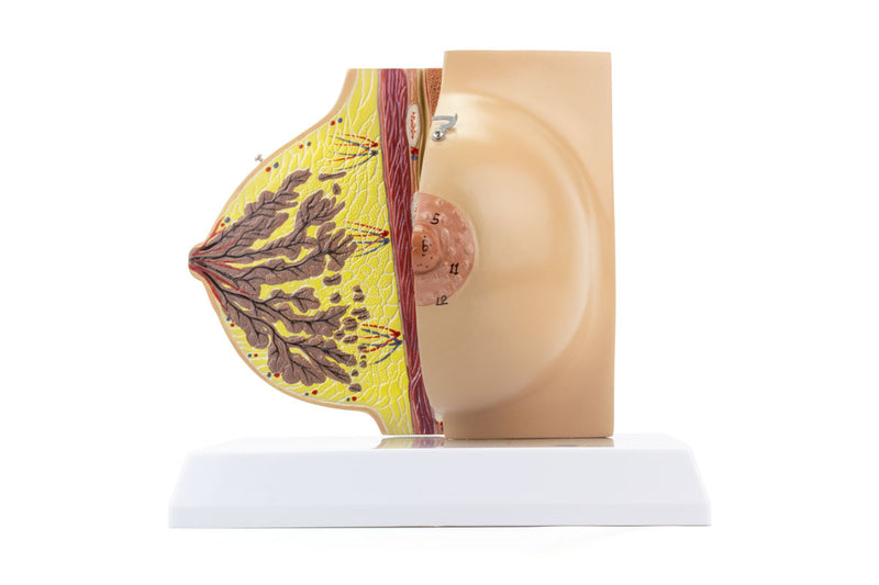 Load image into Gallery viewer, Female Lactating & Non-Lactating Breast Models, Set of 2