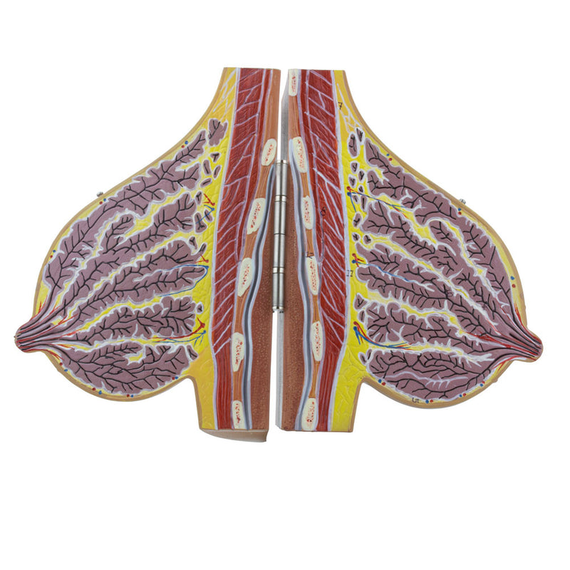 Load image into Gallery viewer, Female Lactating & Non-Lactating Breast Models, Set of 2