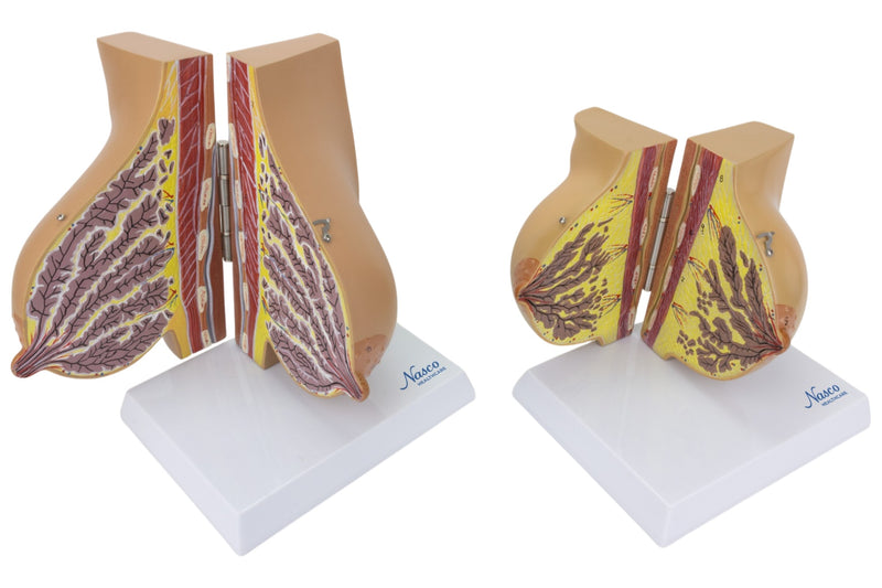 Load image into Gallery viewer, Female Lactating & Non-Lactating Breast Models, Set of 2