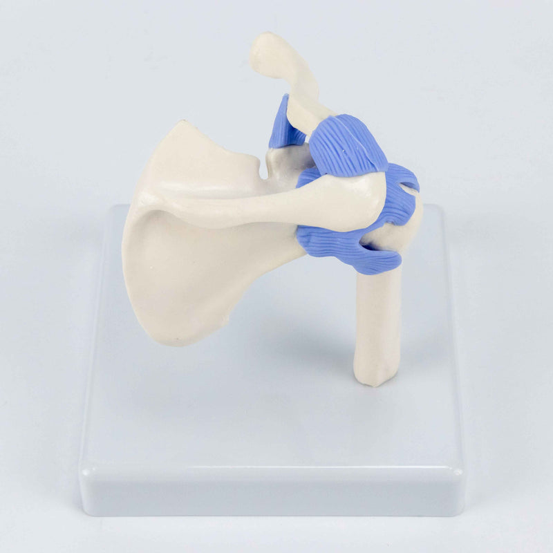 Load image into Gallery viewer, Mini Shoulder Joint Model, Half Size