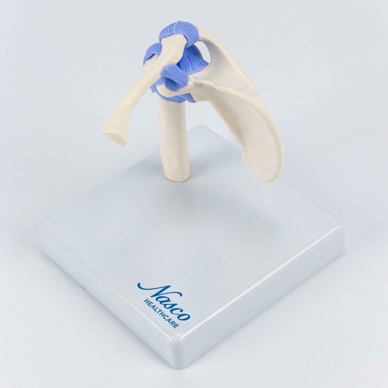 Load image into Gallery viewer, Mini Shoulder Joint Model, Half Size