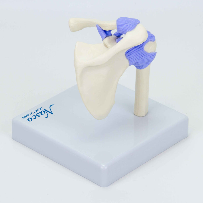 Load image into Gallery viewer, Mini Shoulder Joint Model, Half Size