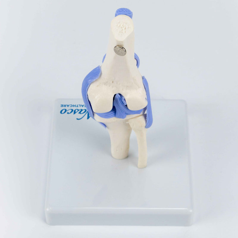 将图像加载到画廊查看器中,Mini-Knee Joint Model, Half-Size